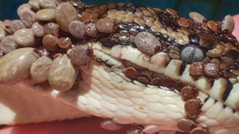 Üzeri kenelerle kaplı yılan sağlığına kavuştu