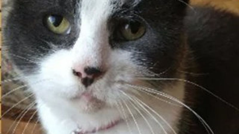 17. yüzyıldan kalma tabloya kedi tırmığı