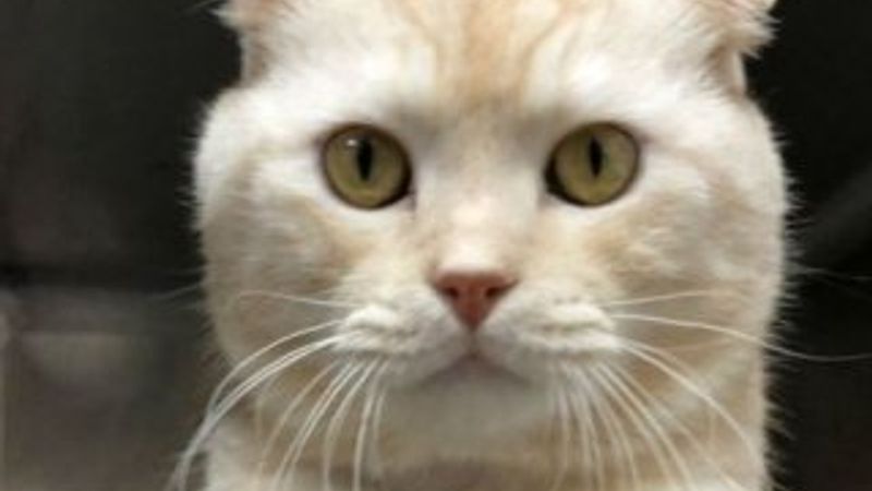 Kedisini postayla barınağa yollayan Tayvanlıya ceza