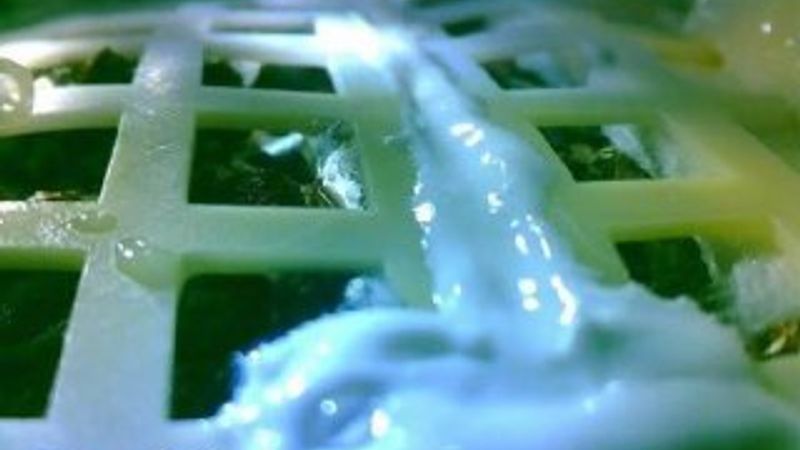 Ay'daki pamuk tohumları büyüdü