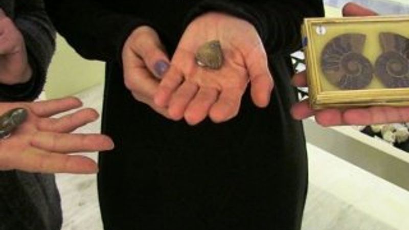 Müzede sergilenen deniz kabuğu 460 milyon yıllık çıktı