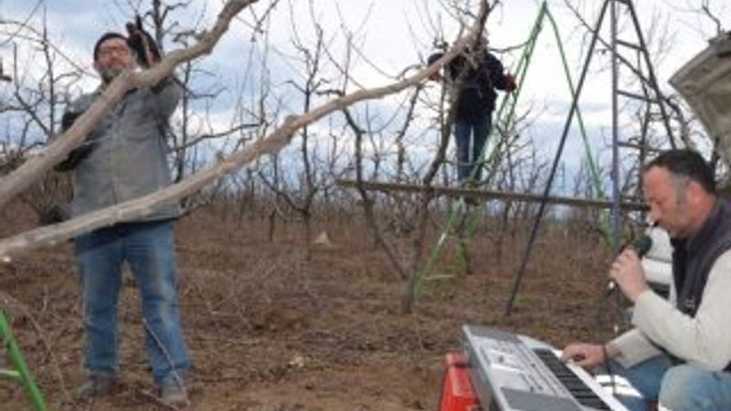 Meyve bahçesinde müzikli mesai
