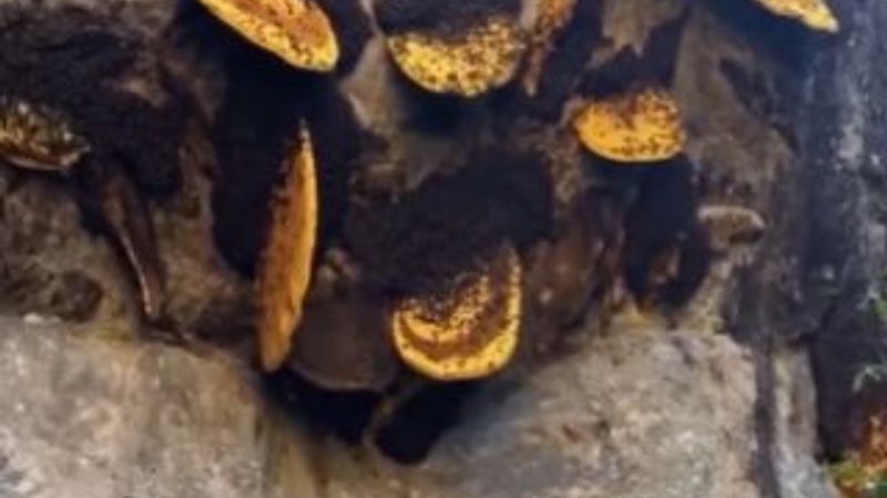 Çin'de bal toplama teknikleri