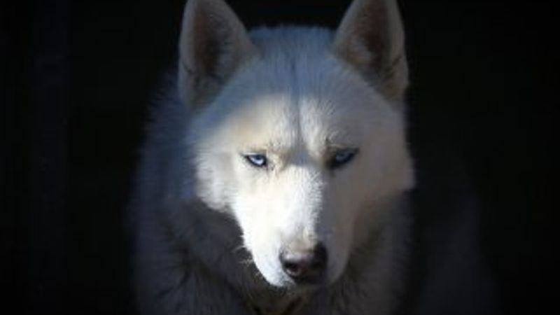 Van Gevaş'ta beslenen Sibirya kurdu