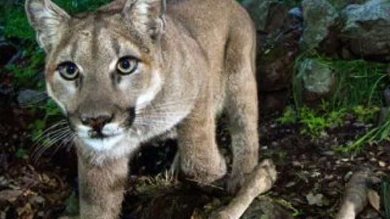 Koşuya çıkan adama dağ aslanı saldırdı