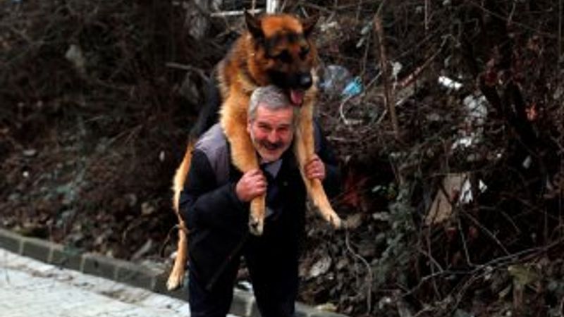 Dükkanını iki köpekle paylaşan ayakkabı tamircisi