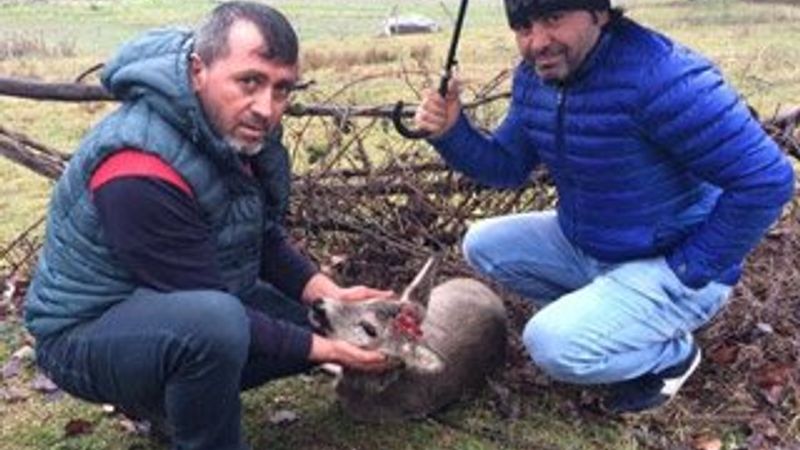 Yaralı karacayı köylüler kurtardı