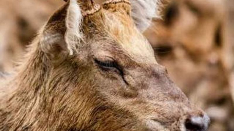 Zombi geyikler tehlike saçıyor