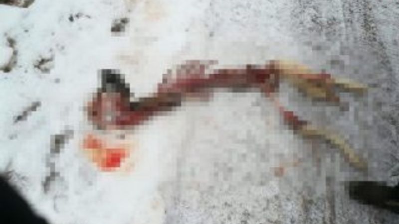 Kurtlar saldırdıkları Kangal'ı paramparça etti