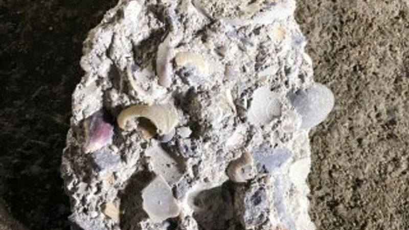 Kartal'da çöken binada kullanılan deniz kabukları