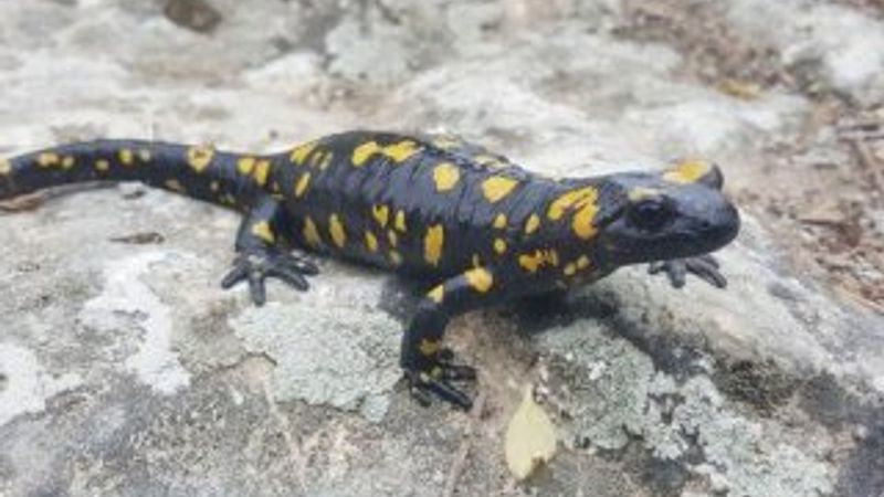 Semenderin yumurta içerisindeki gelişimi