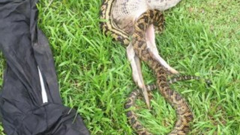 Avustralya'da dev yılan kanguruyu yuttu