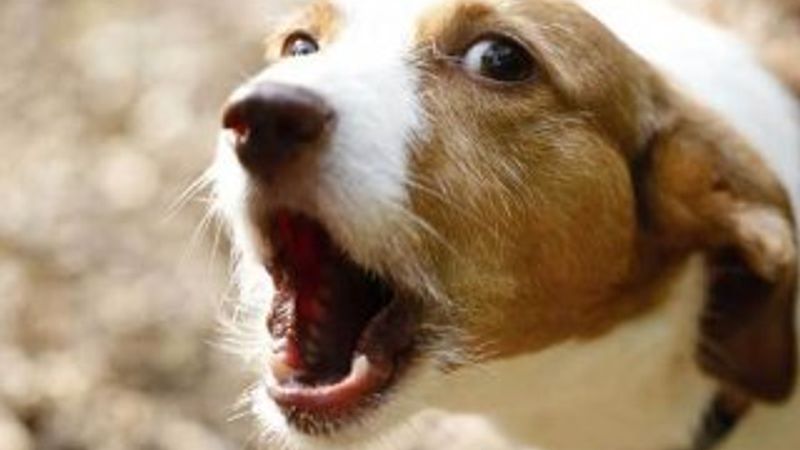 Fransa'da köpek havlamasına para cezası