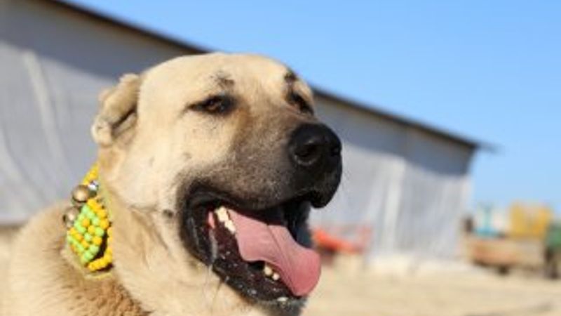 Kurtboğanlar'ın genetiği incelenecek