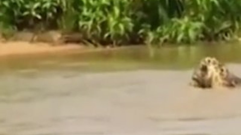 Jaguarın kolay timsah avı