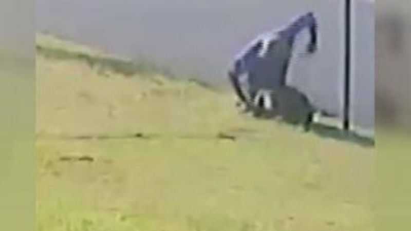 Avustralya'da bir adam köpeği yumrukladı