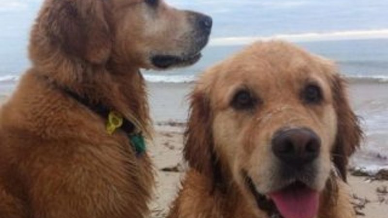 Köpeklerini kendisi gibi vegan yaptı