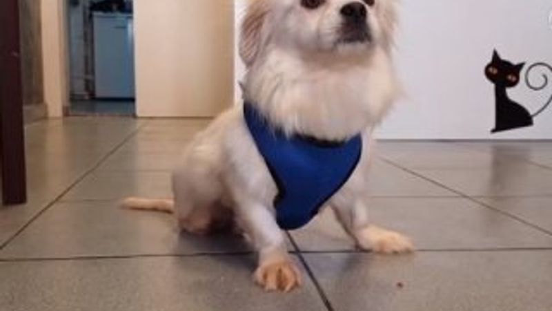 Ön ayakları üzerinde yaşama tutundu