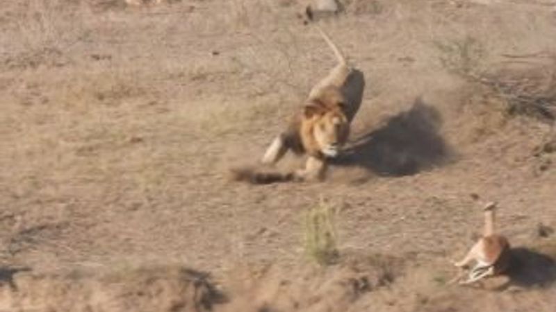 Erkek aslan avı yerine dişisini yakaladı