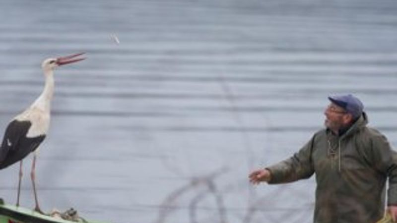 Leylek Yaren bu yıl beklenenden erken geldi