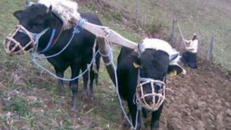 Ordulular karasabandan vazgeçmiyor