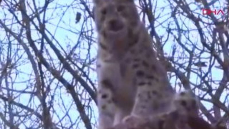 Nesli tükenmekte olan vaşağı görüntüledi