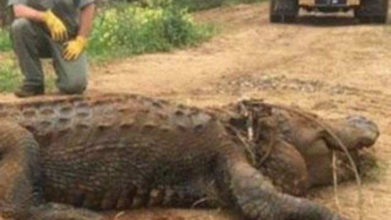 Sulama kanalından kurtarılan timsah uyutuldu