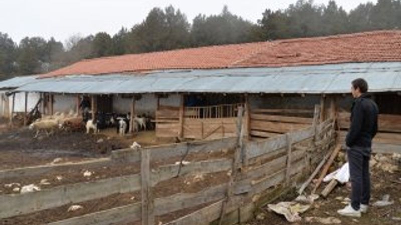 Bilecik'te koyunları sertifikalı çobanlar güdecek