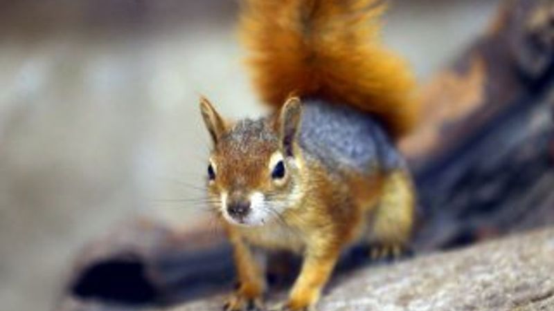 Kereste atölyesinde kesilmekten kurtulan sincaplar