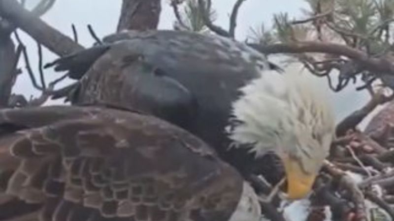 Yumurtlayan kartalın inanılmaz tepkisi