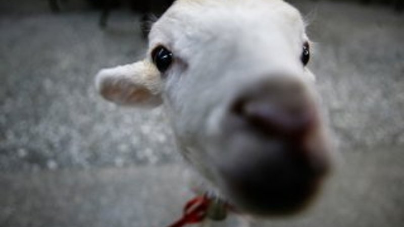 İkiz kuzulara bebek gibi bakıyor