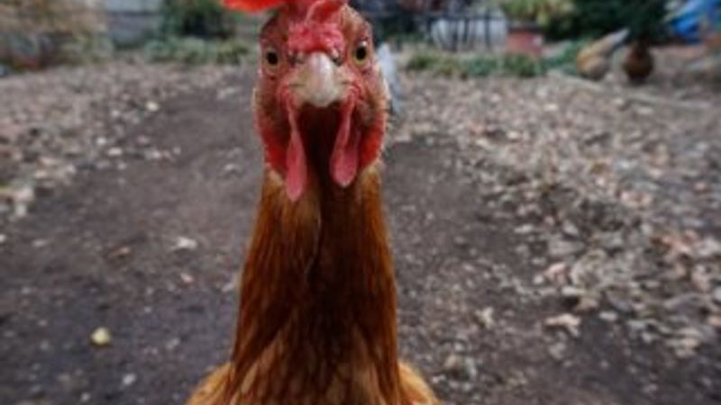 Tavuklar, tilkiyi gagalayarak öldürdü