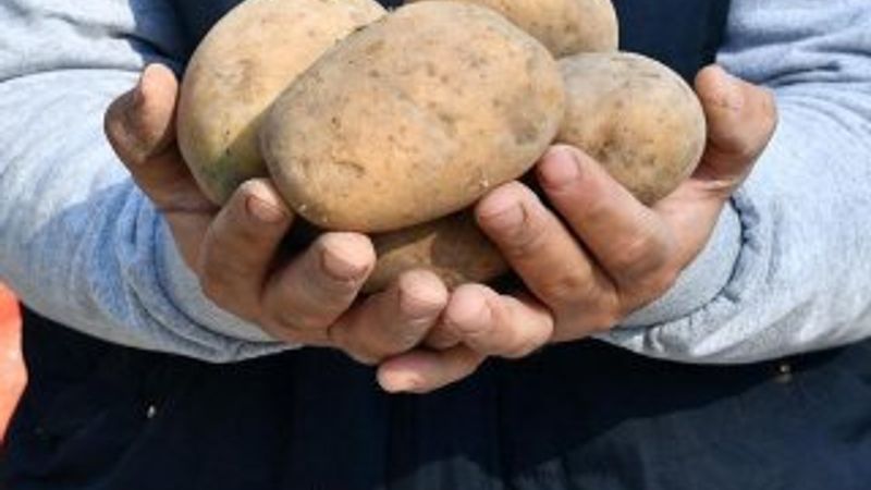 Patates fiyatları yarı yarıya düştü