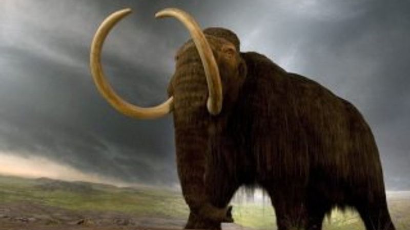 Bilim insanları mamut klonlamaya çok yaklaştı
