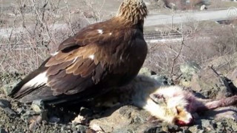 Kaya kartalı avladığı tilki ile görüntülendi