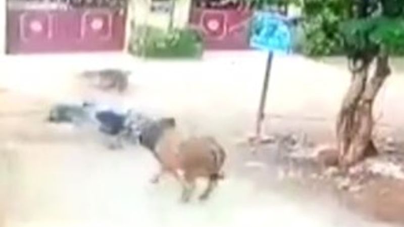 Hindistan'da boğanın çarptığı motosikletli öldü