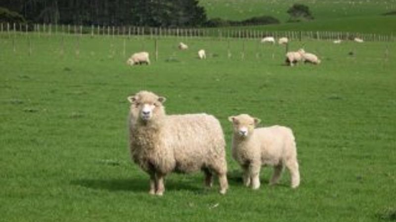 Dondurulan spermle 34 kuzu dünyaya geldi