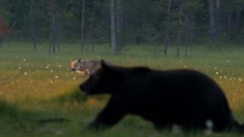 Kurtlardan biri oyaladı, diğeri leşi kaptı