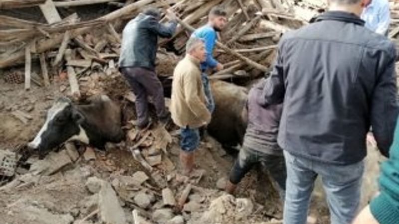 Depremde ahır çöktü, inekler enkaz altında kaldı