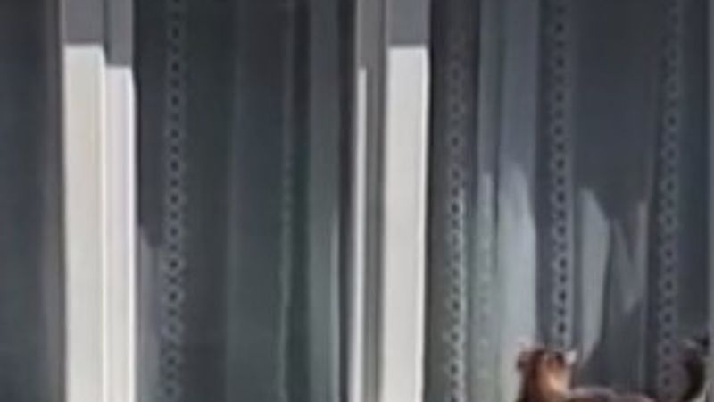 Camda mahsur kalan kedi korkuttu