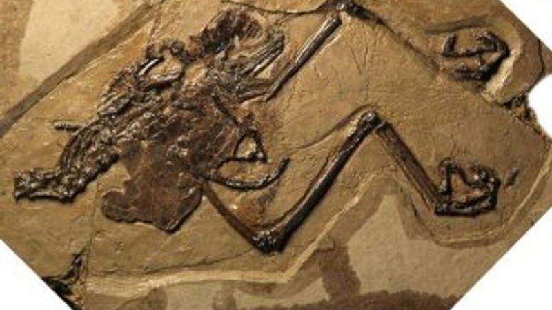 110 milyon yıllık kuş fosilinde yumurta bulundu