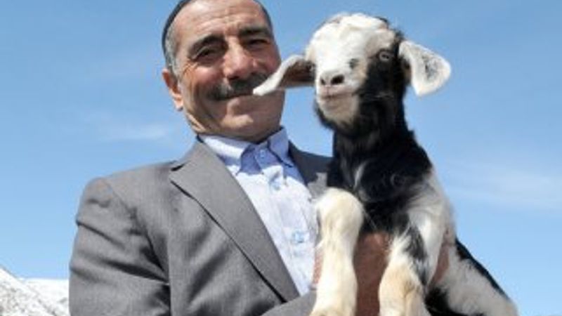 Bingöllü çobana 'koyunlarla imtihanı' ün getirdi