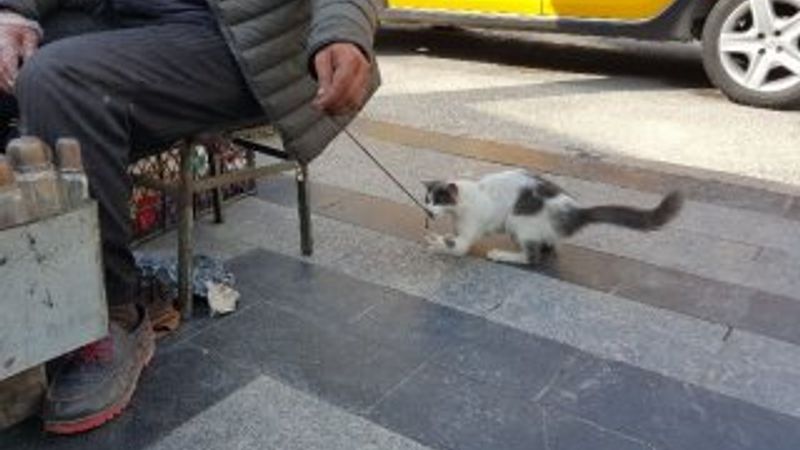 Boyacıyla sokak kedisinin dostluğu görülmeye değer
