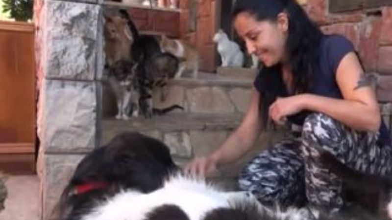 Evinde 75 kedi besliyor