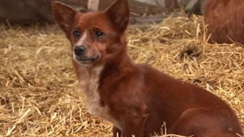 Ayrıldığı ineğin ardından gözyaşı döktü