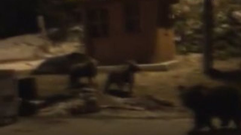 Ayıların vatandaşlarla imtihanı