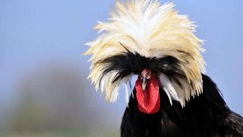 İlginç görünümüyle 'rahibe fizan'