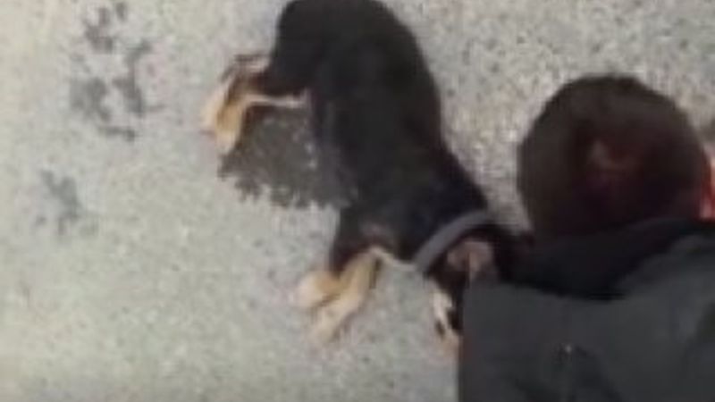 Ölen köpeğinin başında hıçkıra hıçkıra ağladı