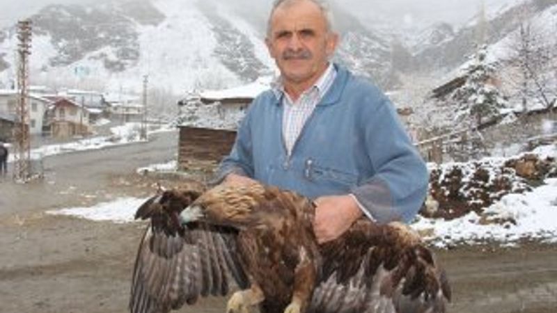 Yaralı kartala sahip çıktılar