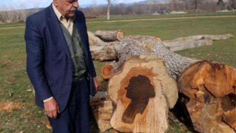 Ağaç gövdesinden kadın silüeti çıktı